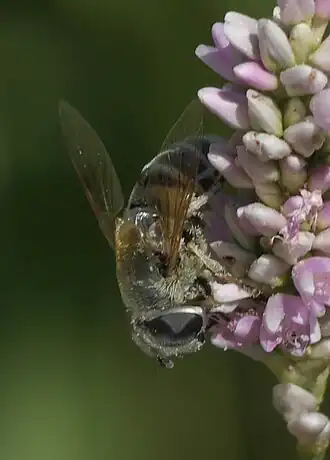 Eristalis stipator