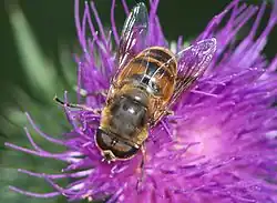 Blinde bij (Eristalis tenax)