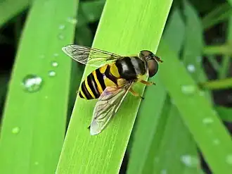Eristalis transversa