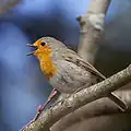 Erithacus rubecula (Muscicapidae)
