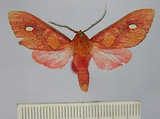 Ernassa ignata
