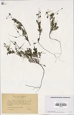 Herbarium