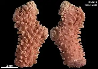 Errina novaezelandiae