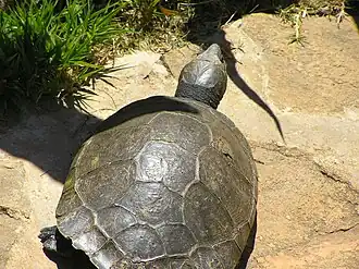 Madagaskarscheenplaatschildpad