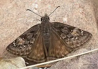 Erynnis meridianus