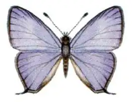 Erysichton lineata