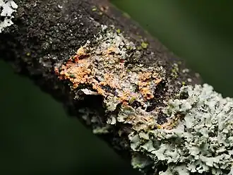 Erythricium aurantiacum