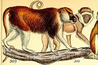 Erythrocebus poliophaeus