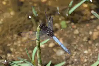 Erythrodiplax atroterminata