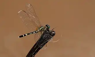 Erythrodiplax attenuata