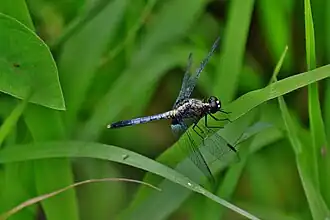 Erythrodiplax avittata