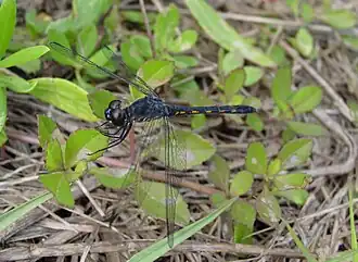 Erythrodiplax berenice