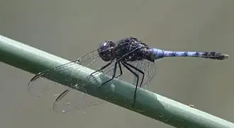 Erythrodiplax cleopatra