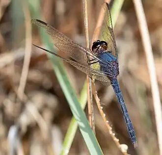 Erythrodiplax juliana