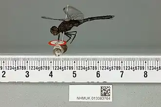 Erythrodiplax laurentia