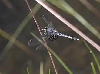 Erythrodiplax maculosa