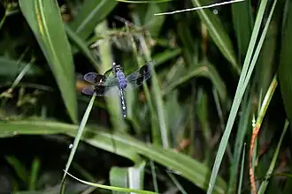 Erythrodiplax venusta