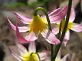 Erythronium purpurascens verwelkend