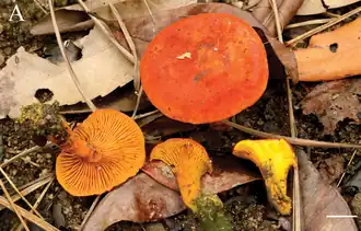 Erythrophylloporus