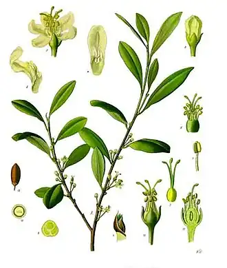 Erythroxylaceae