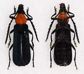 Erythrus gilvellus