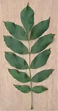 Blad oneven geveerd es (Fraxinus excelsior)