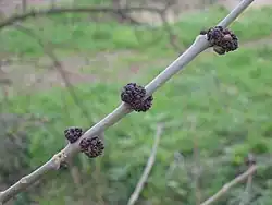 Mannelijke bloeiwijze in knop