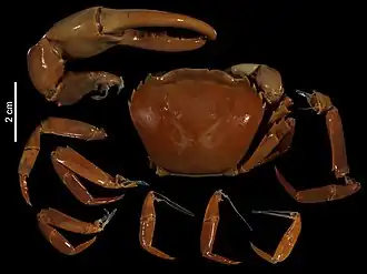 Esanthelphusa dugasti