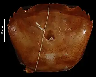 Esanthelphusa prolatus