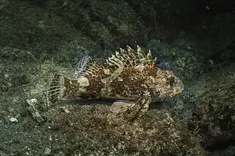 Bruine schorpioenvis