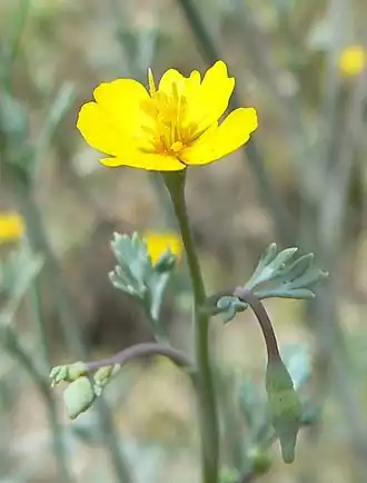 Eschscholzia minutiflora