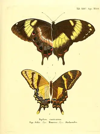 Papilio machaonides