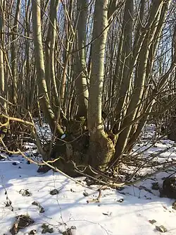 Essenstoof in Zalkerbos