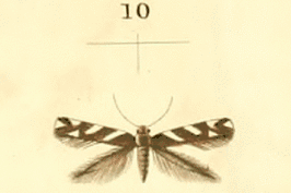 Eteobalea albiapicella