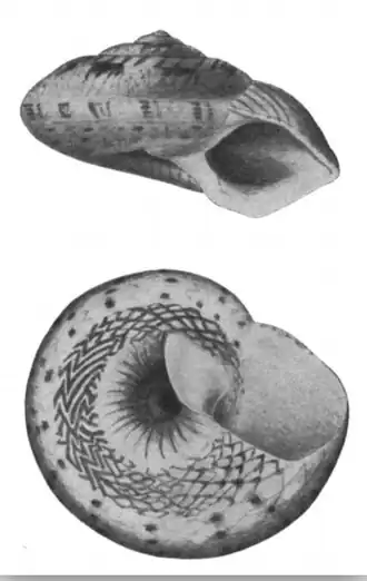 Ethaliella floccata