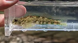 Etheostoma blennioides