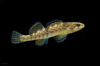Etheostoma caeruleum