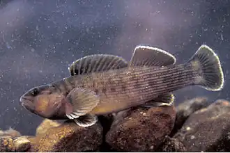 Etheostoma camurum