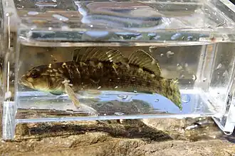 Etheostoma chlorobranchium