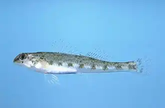 Etheostoma colorosum