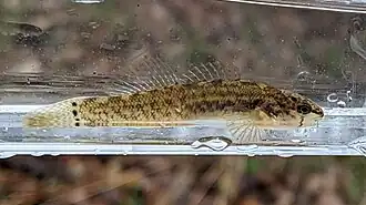 Etheostoma crossopterum