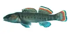 Etheostoma etowahae