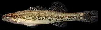 Etheostoma fusiforme
