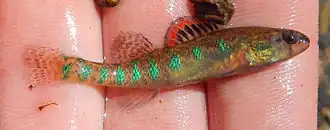 Etheostoma gracile