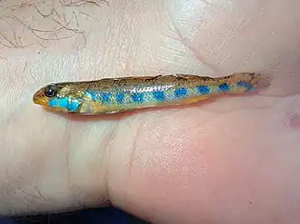 Etheostoma jimmycarter