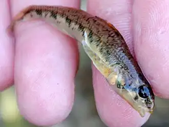Etheostoma obama