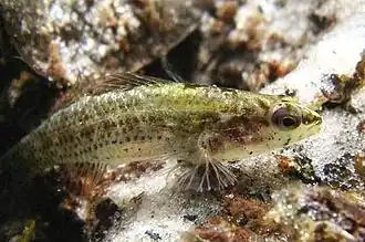 Etheostoma okaloosae