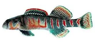 Etheostoma osburni