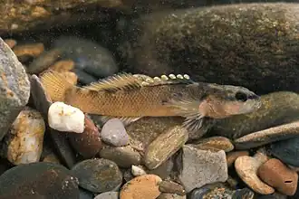 Etheostoma percnurum