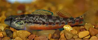 Etheostoma raneyi